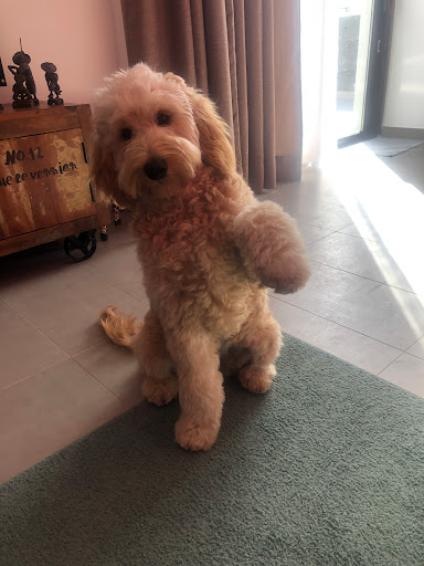 International Centro Veterinario en Costa Teguise