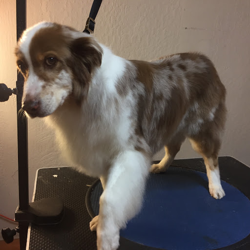 Pet Groomer «Spoiled Petz Pet Store and Grooming», reviews and photos, 12030 Donner Pass Rd #1, Truckee, CA 96161, USA