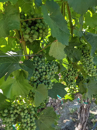 Winery «Tsillan Cellars», reviews and photos, 3875 Hwy 97A, Chelan, WA 98816, USA