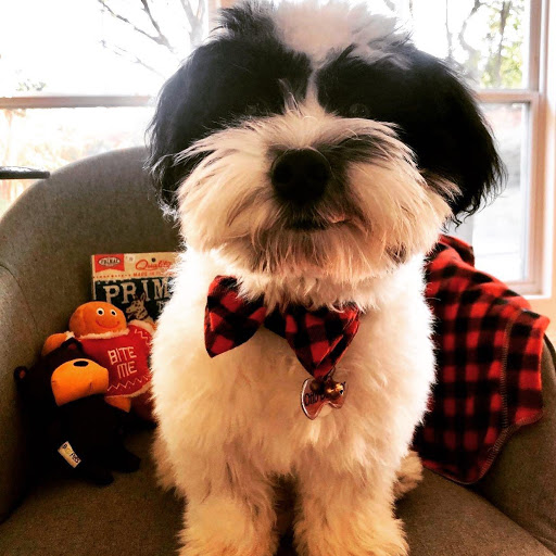 Pet Groomer «Woof Gang Bakery Rockwall», reviews and photos, 832 Steger Towne Rd, Rockwall, TX 75032, USA