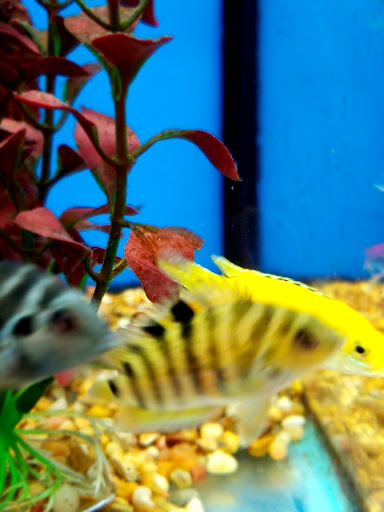 Pet Supply Store «Petco Animal Supplies», reviews and photos, 1951 N Military Trl c, West Palm Beach, FL 33409, USA