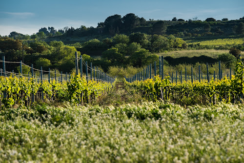 Chapelle de Novilis, grands vins biologiques du Languedoc à Maraussan