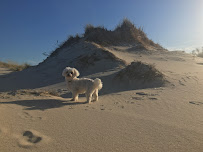 Pax Paws Pet Services - Photo 9 - Car repair in Wake Forest, NC, Raleigh