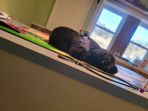 Pet Store «Yuppy Puppy Pet Shop», reviews and photos, 292 Frantz Rd, Stroudsburg, PA 18360, USA