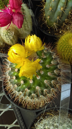 Home Improvement Store «The Home Depot», reviews and photos, 2140 N Jupiter Rd, Garland, TX 75044, USA