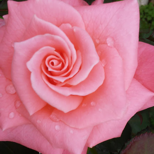 Florist «Emma Flower Shop», reviews and photos, 409 N Fuqua St, Rockport, TX 78382, USA