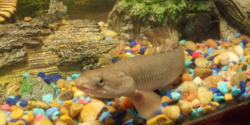 Pet Store «V.I. Pets», reviews and photos, 11975 E Lakewood Blvd, Holland, MI 49424, USA