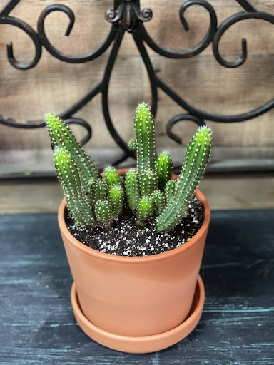 Florist «City of Flowers», reviews and photos, 215 Moffett Blvd, Mountain View, CA 94043, USA