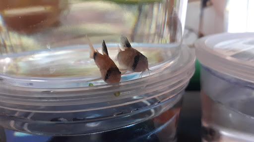 Pet Supply Store «Petco Animal Supplies», reviews and photos, 1201 E Washington Ave, Union Gap, WA 98903, USA