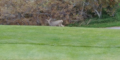 Public Golf Course «Eaglewood Golf Course», reviews and photos, 1110 E Eaglewood Dr, North Salt Lake, UT 84054, USA