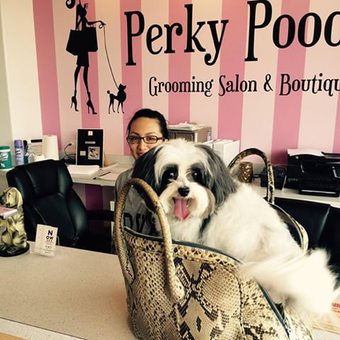 Perky Poodle Grooming & Boutique