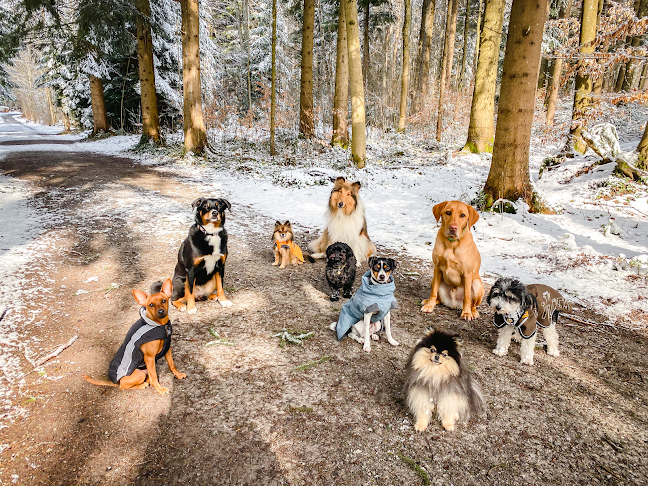 Rezensionen über SWISS DOG SCHOOL Hundeschule Zürich in Lugano - Hundeschule