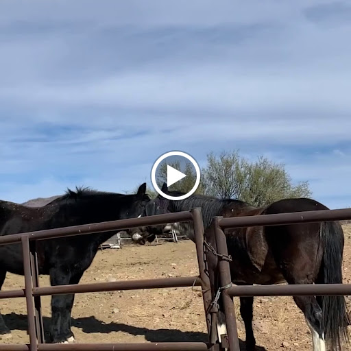 Horseback Riding Service «Spur Cross Stables», reviews and photos