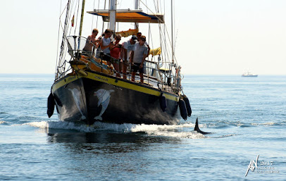 Dolphin Cruise Excursiones en Barco Despedidas y Fiestas Party