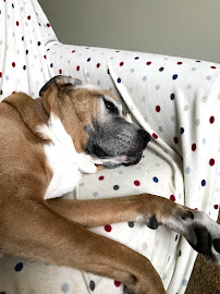 A Dog's Best Buddy Pet Sitting - Photo 7 - Car repair in Smartsville, CA, Yuba City