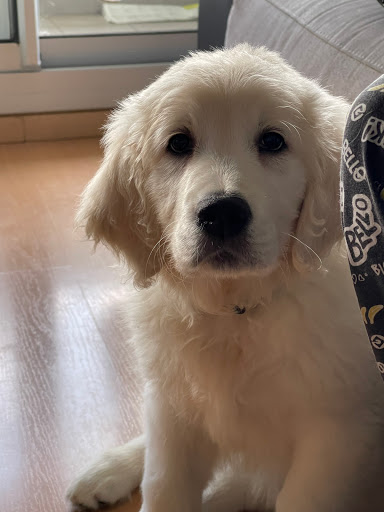 Clínica Veterinaria Bonavet en Barcelona