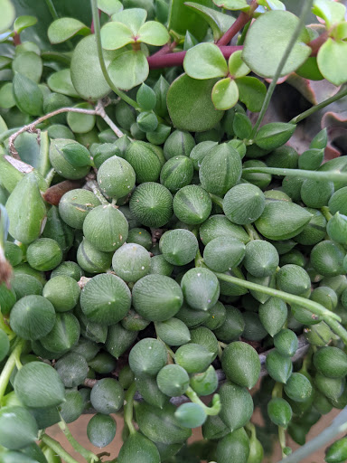 Pet Supply Store «Petco Animal Supplies», reviews and photos, 30697 US Hwy 19 N, Palm Harbor, FL 34684, USA