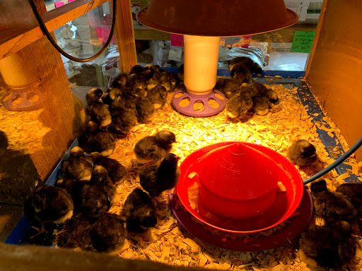 Currituck Feed And Seed, 3121 Caratoke Hwy, Currituck, NC 27929, USA, 