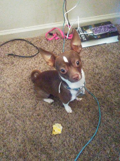 Pet Supply Store «Petco Animal Supplies», reviews and photos, 3050 N Rock Rd, Wichita, KS 67226, USA