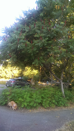 Park «Machias Trailhead Park», reviews and photos, 1626 Virginia St, Snohomish, WA 98290, USA