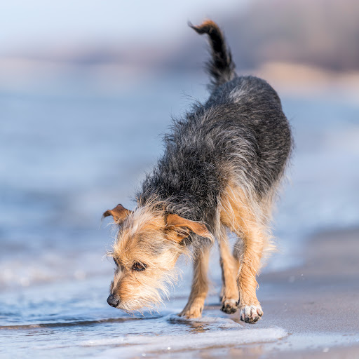 Dr.med.vet. Martin Neumann unter Hildesheim, 