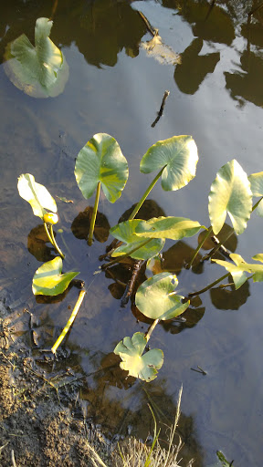 Park «Fords Park», reviews and photos, King Georges Rd, Woodbridge, NJ 07095, USA