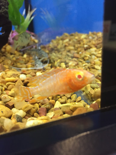 Pet Supply Store «Petco Animal Supplies», reviews and photos, 4840 N Pulaski Rd #100, Chicago, IL 60630, USA