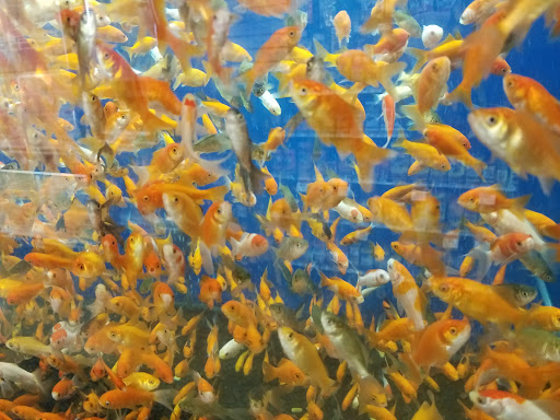 Pet Supply Store «Pet Supplies Plus», reviews and photos, 1237 Concord Pkwy N, Concord, NC 28025, USA