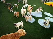 Pilar's Pet Resort - Car repair in Tampa, FL, Riverview - Rated 4.2/5