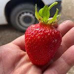 Photo n° 1 de l'avis de Michel.i fait le 04/06/2022 à 06:53 pour Fraisy’heim à Ostheim