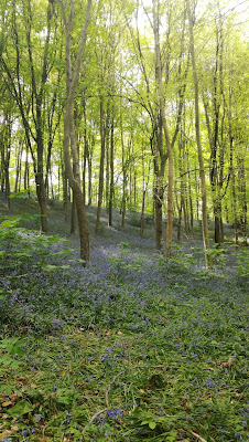 Bois des Dames à Notre-Dame-de-Bondeville