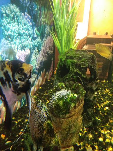 Pet Store «Island Pet Shop», reviews and photos, 55 Goodwin Dr # 102, Merritt Island, FL 32952, USA