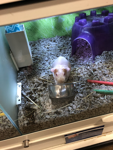 Pet Supply Store «PetSmart», reviews and photos, 15555 E 14th St, San Leandro, CA 94578, USA