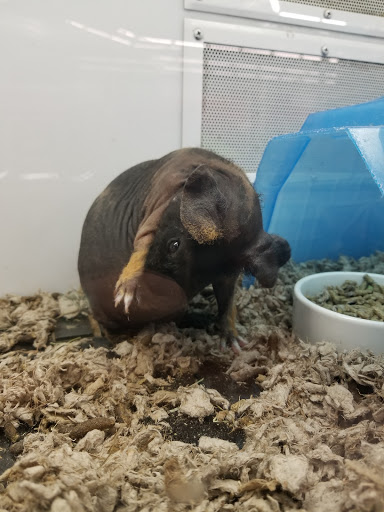 Pet Supply Store «Petco Animal Supplies», reviews and photos, 2341 Claribel Rd, Riverbank, CA 95367, USA