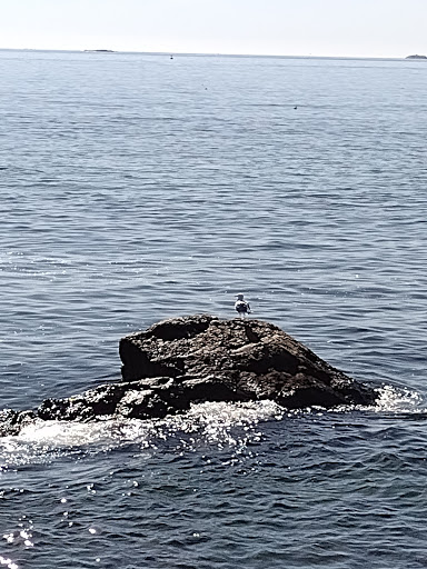 Garden «Lynch Park Rose Garden», reviews and photos, Lynch Park, Beverly, MA 01915, USA