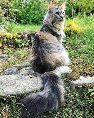 ALLOPET (Dog-sitter, Cat-sitter, Pension pour chats uniquement) à Conflans-Sainte-Honorine