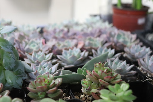 Florist «Ah Sam Florist», reviews and photos, 2645 S El Camino Real, San Mateo, CA 94403, USA