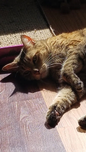 Pet Store «The Pet Works», reviews and photos, 240 14th St, Astoria, OR 97103, USA