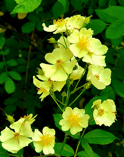 Nature Preserve «Clyde Shepherd Nature Preserve», reviews and photos, 2580 Pine Bluff Dr, Decatur, GA 30033, USA