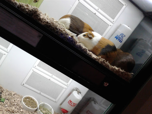 Pet Supply Store «Petco Animal Supplies», reviews and photos, 2230 Marlton Pike W #3, Cherry Hill, NJ 08002, USA