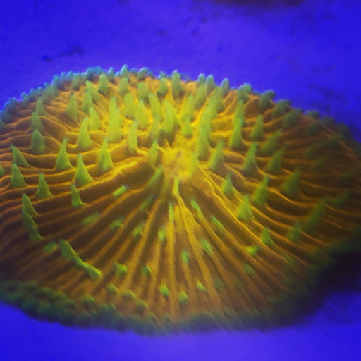 Aquarium Shop «Aquarium Depot», reviews and photos, 11762 SW 88th St, Miami, FL 33186, USA