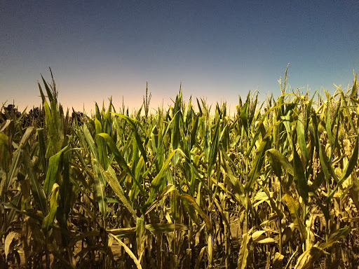 Farm «Buford Corn Maze.», reviews and photos, 4470 Bennett Rd, Buford, GA 30519, USA