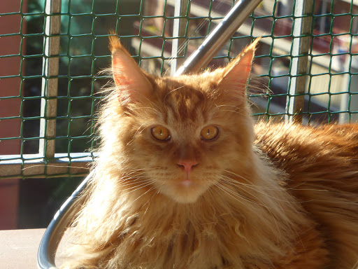 Consultorio Veterinario Ca N'oriol en Rubí