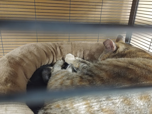 Pet Supply Store «PetSmart», reviews and photos, 351 Loucks Rd, York, PA 17404, USA