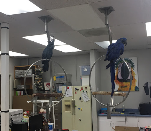 Bird Shop «Arizona Bird Store», reviews and photos, 565 S Dobson Rd, Mesa, AZ 85202, USA