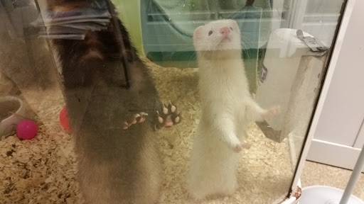 Pet Store «All Pets Club», reviews and photos, 405 Queen St, Southington, CT 06489, USA