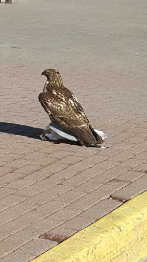 Park «Westminster City Park», reviews and photos, 10455 N Sheridan Blvd, Westminster, CO 80020, USA