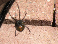 Beadle Bug Patrol - Photo 1 - Car repair in , Chandler