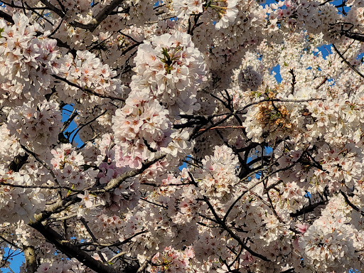 Shopping Mall «Hampton Plaza Shopping Center», reviews and photos, 4033 W Mercury Blvd, Hampton, VA 23666, USA