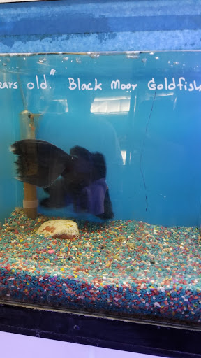 Tropical Fish Store «Sunset Pet & Supplies», reviews and photos, 1373 Sunset Blvd, Los Angeles, CA 90026, USA